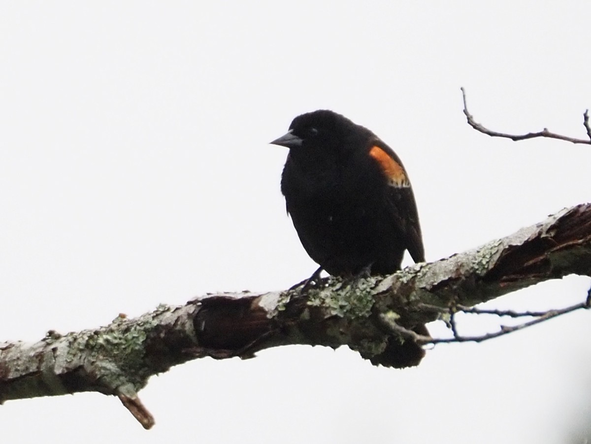 Red-winged Blackbird - Wendy Feltham