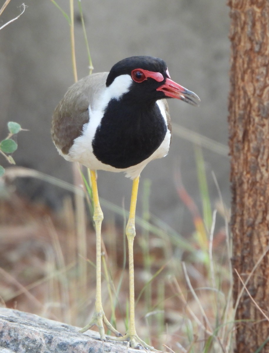 Red-wattled Lapwing - Prof Chandan Singh Dalawat