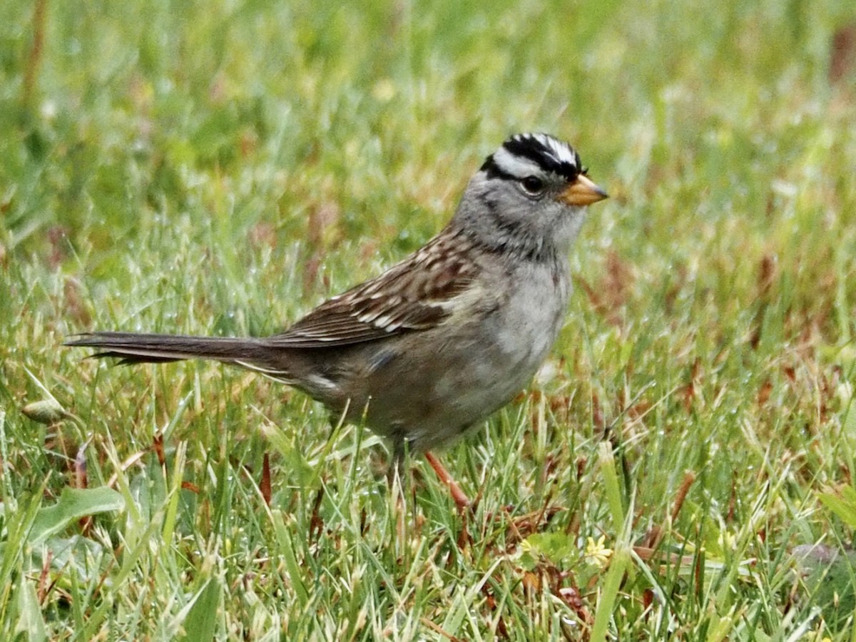 White-crowned Sparrow - Wendy Feltham