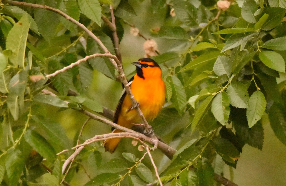 Bullock's Oriole - Russ Petersen