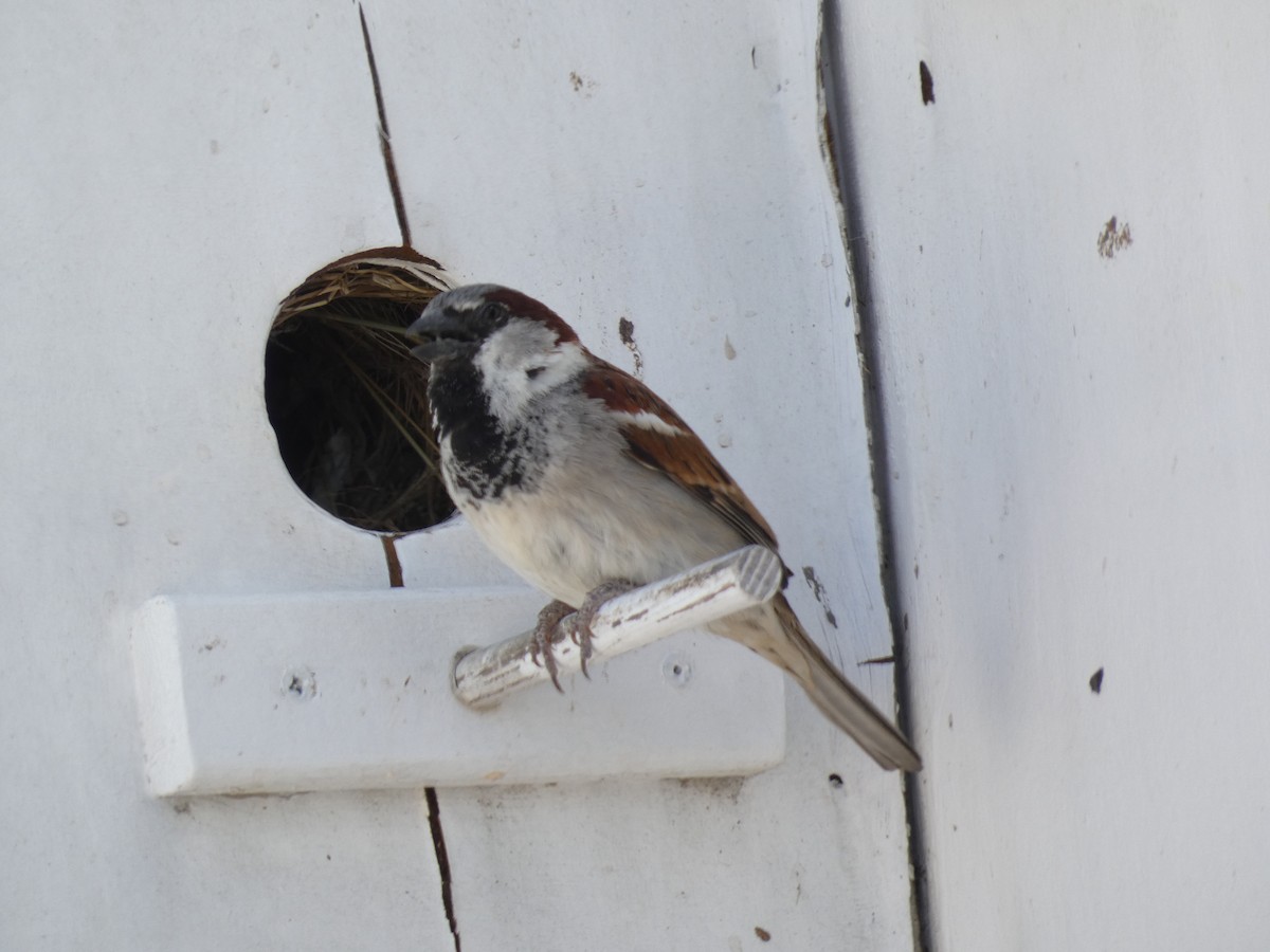 House Sparrow - ML619427454