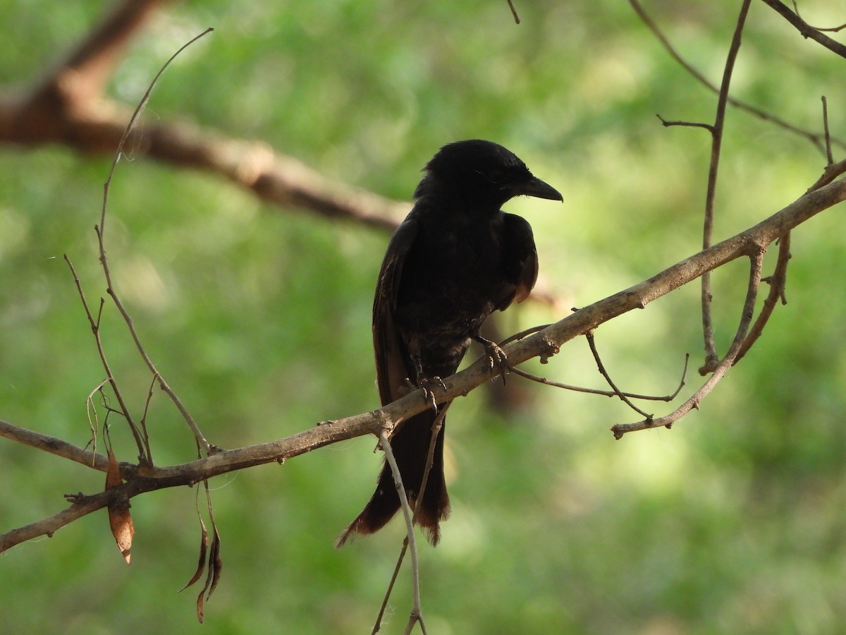 Black Drongo - Prof Chandan Singh Dalawat