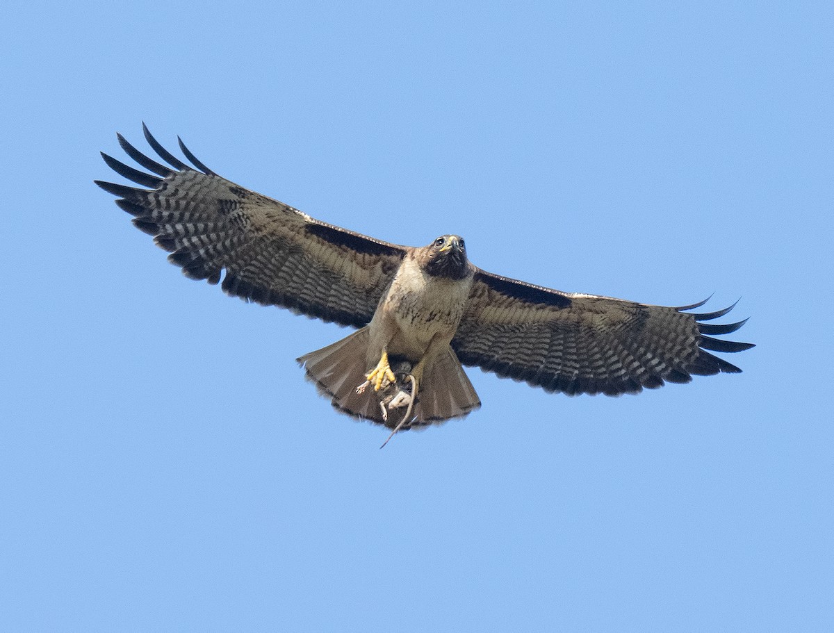 Red-tailed Hawk - Gail  West