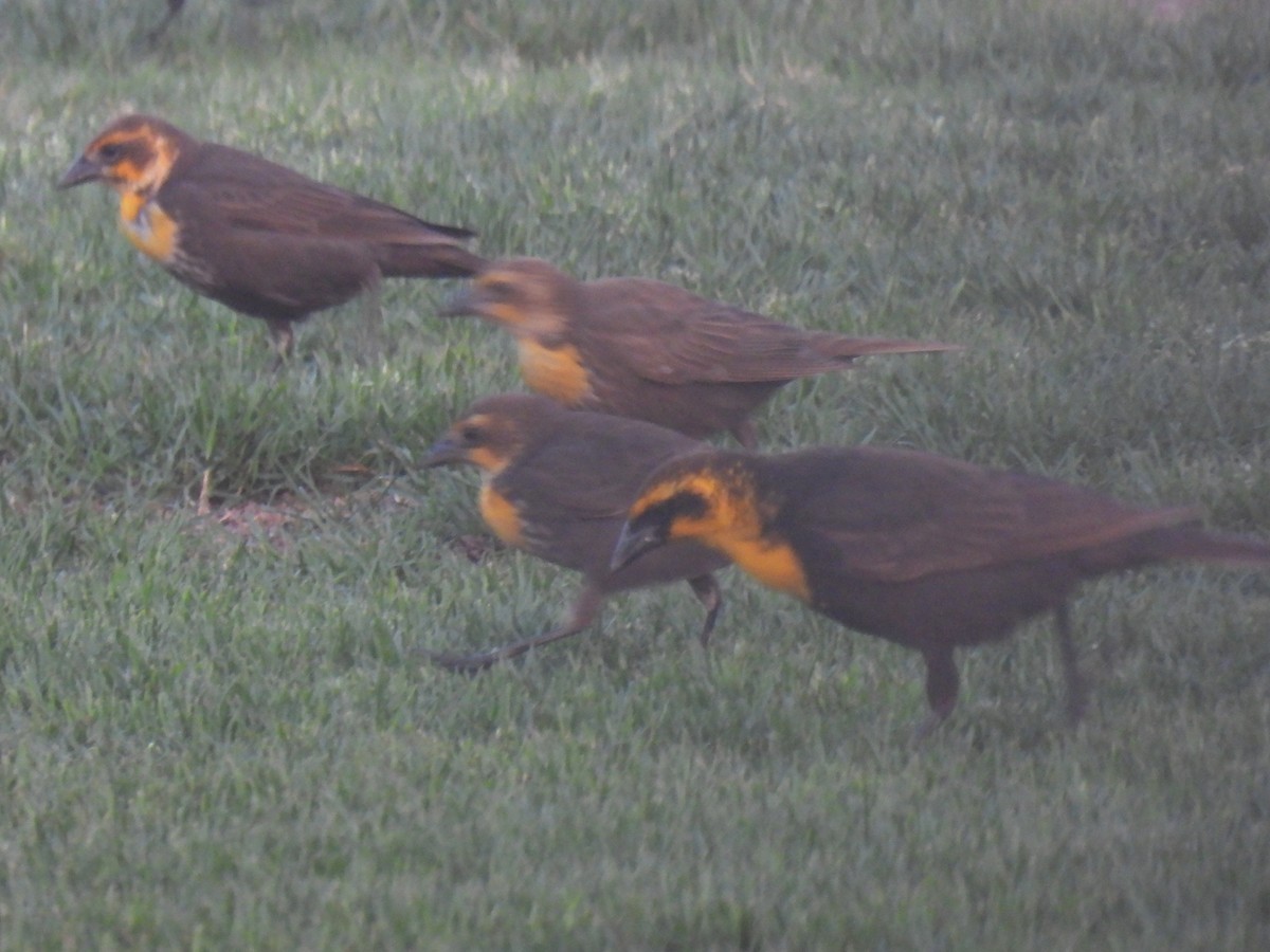 Yellow-headed Blackbird - ML619427460