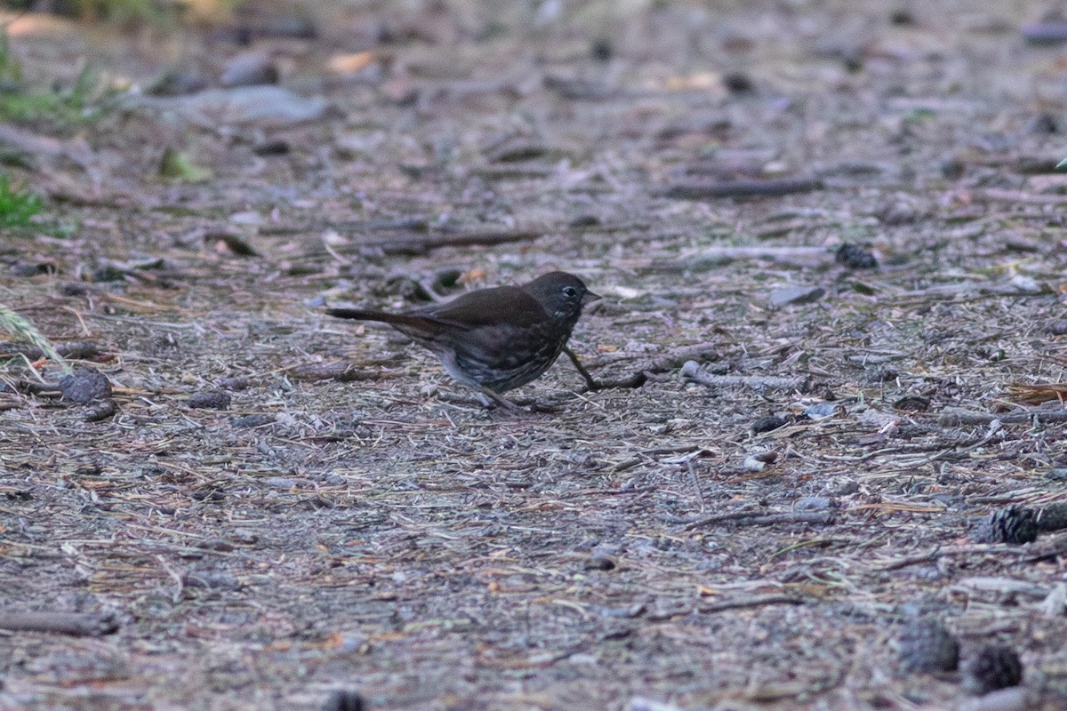 Fox Sparrow (Sooty) - Rob Fowler