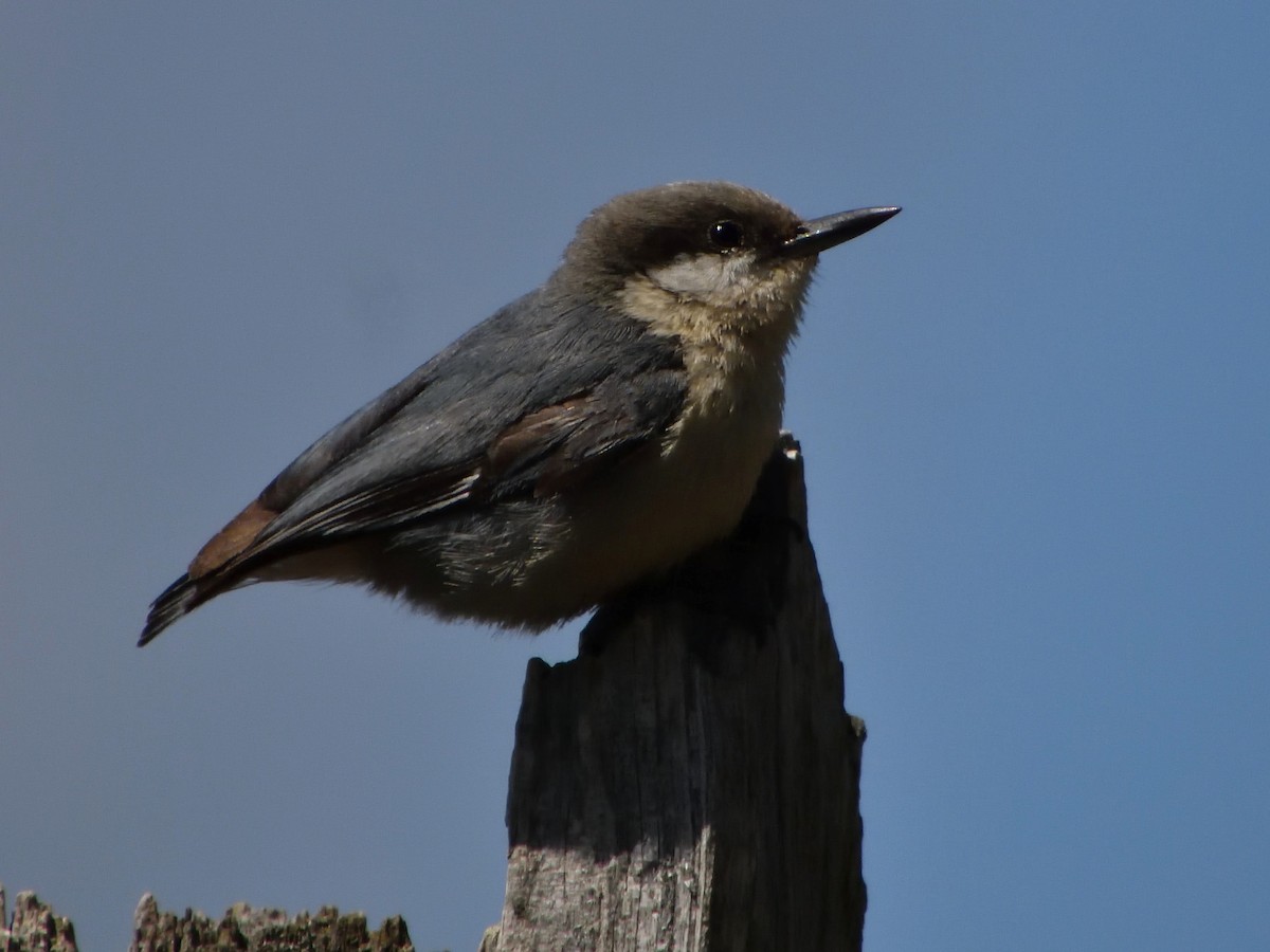 Pygmy Nuthatch - Pat McGrane