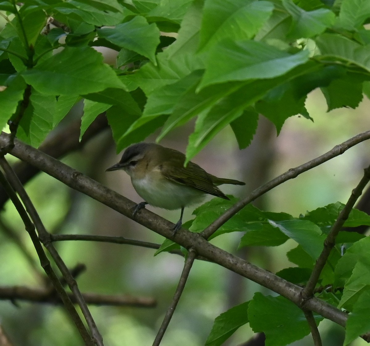 Red-eyed Vireo - ML619427487