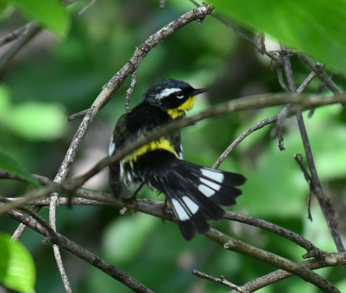 Magnolia Warbler - ML619427501