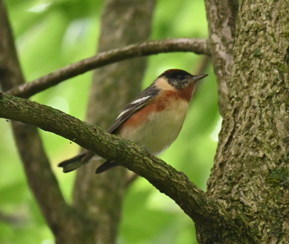 Braunkehl-Waldsänger - ML619427505