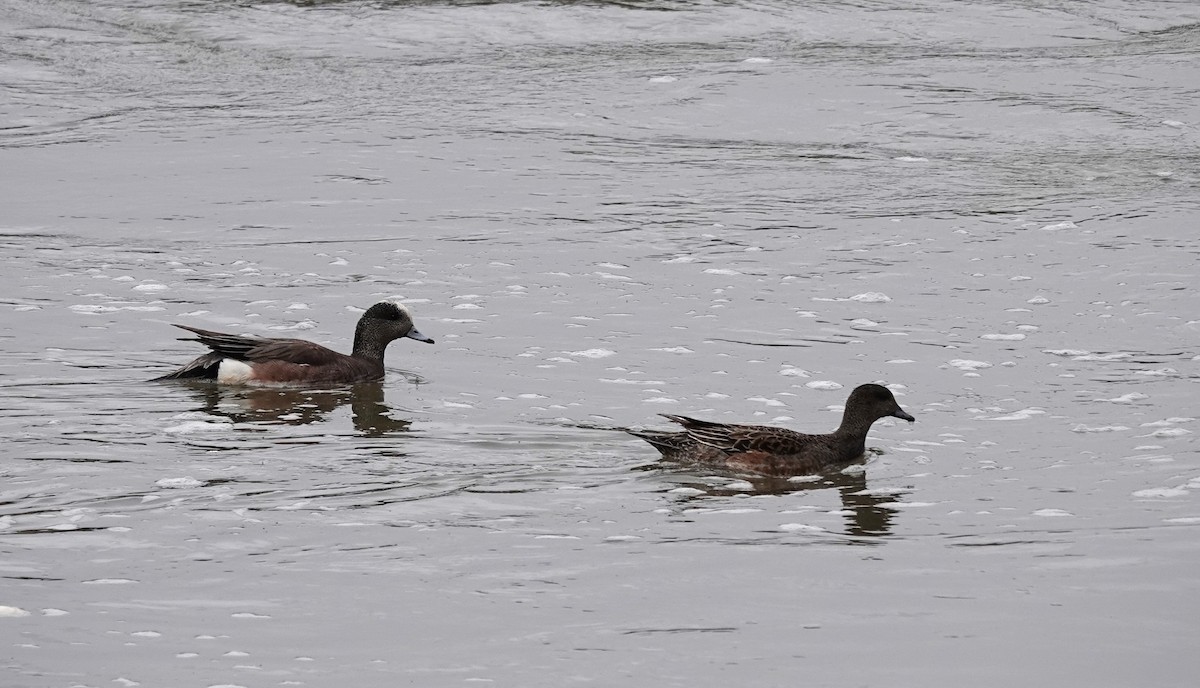 American Wigeon - Diane Stinson