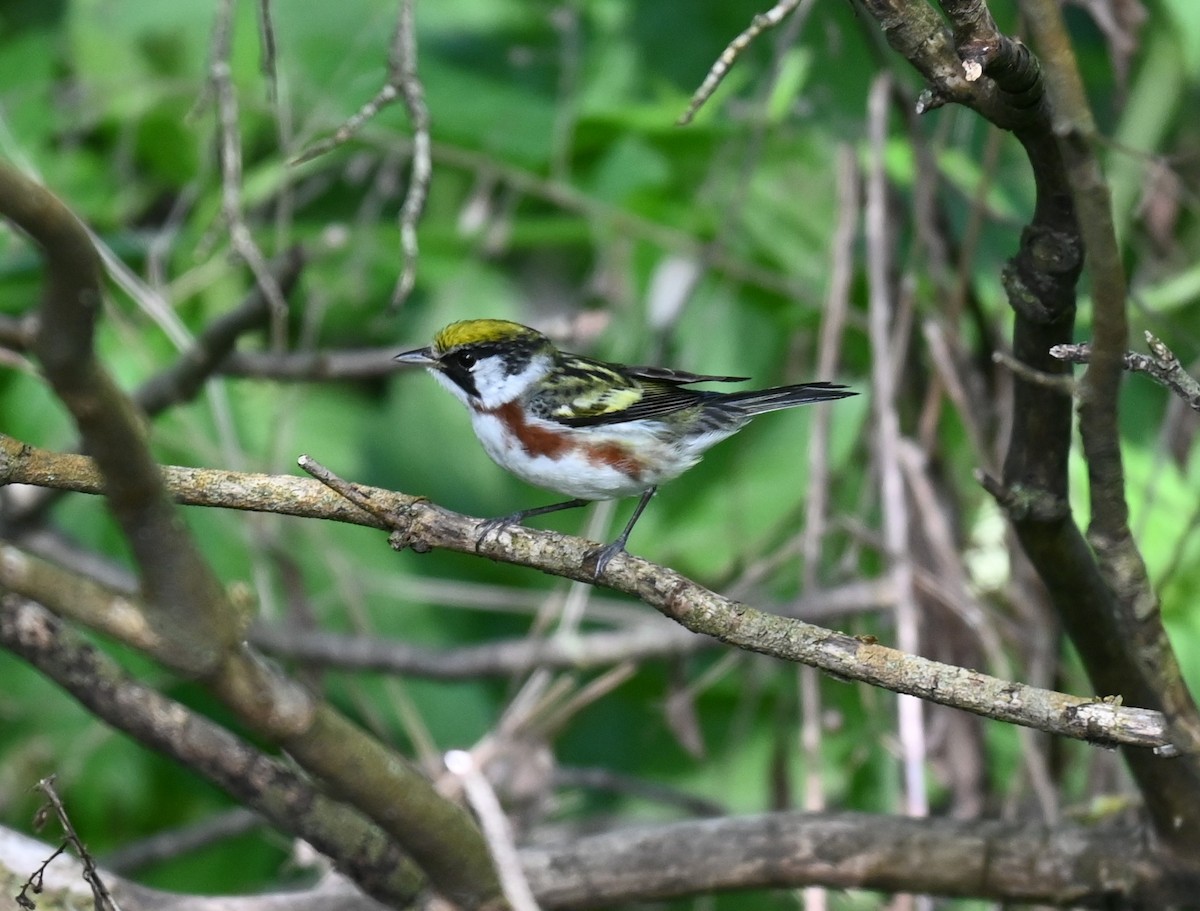 Chestnut-sided Warbler - ML619427513