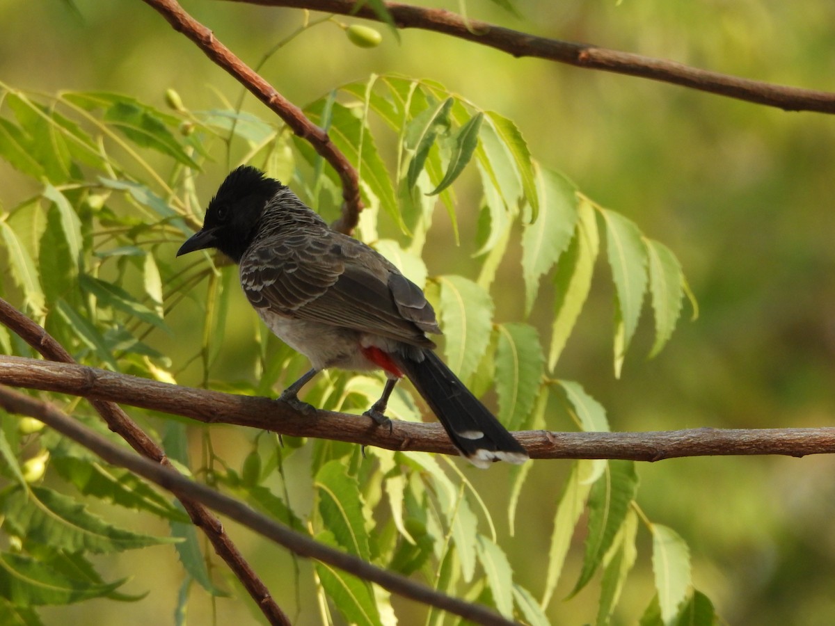 Red-vented Bulbul - Prof Chandan Singh Dalawat