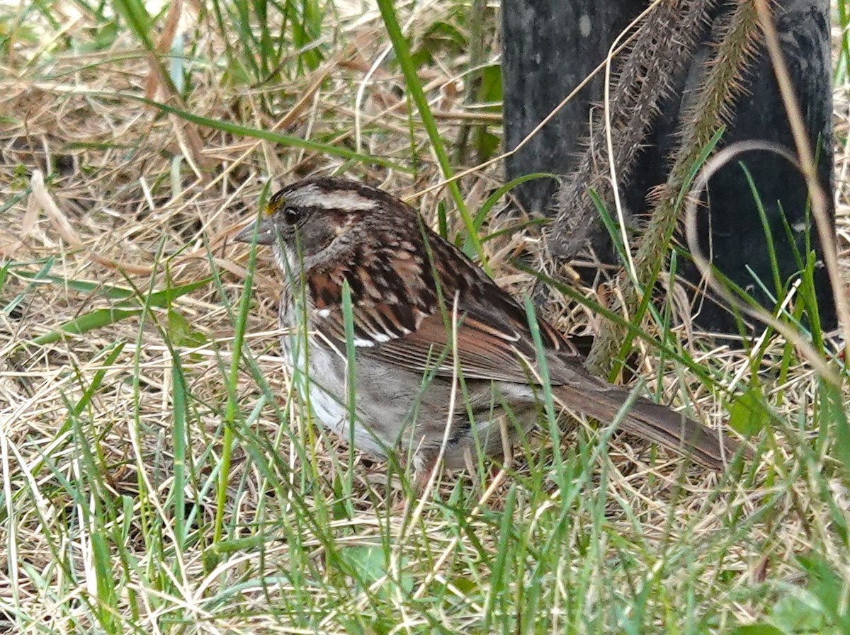 White-throated Sparrow - Diane Stinson