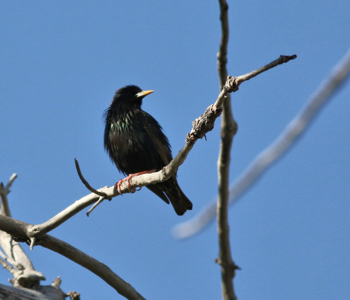 European Starling - Lorraine Lanning