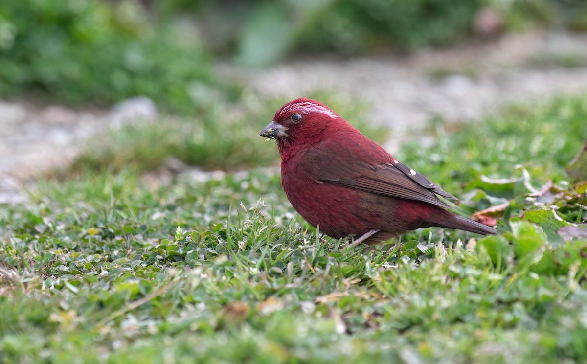 Taiwan Rosefinch - Po-Wei Chi