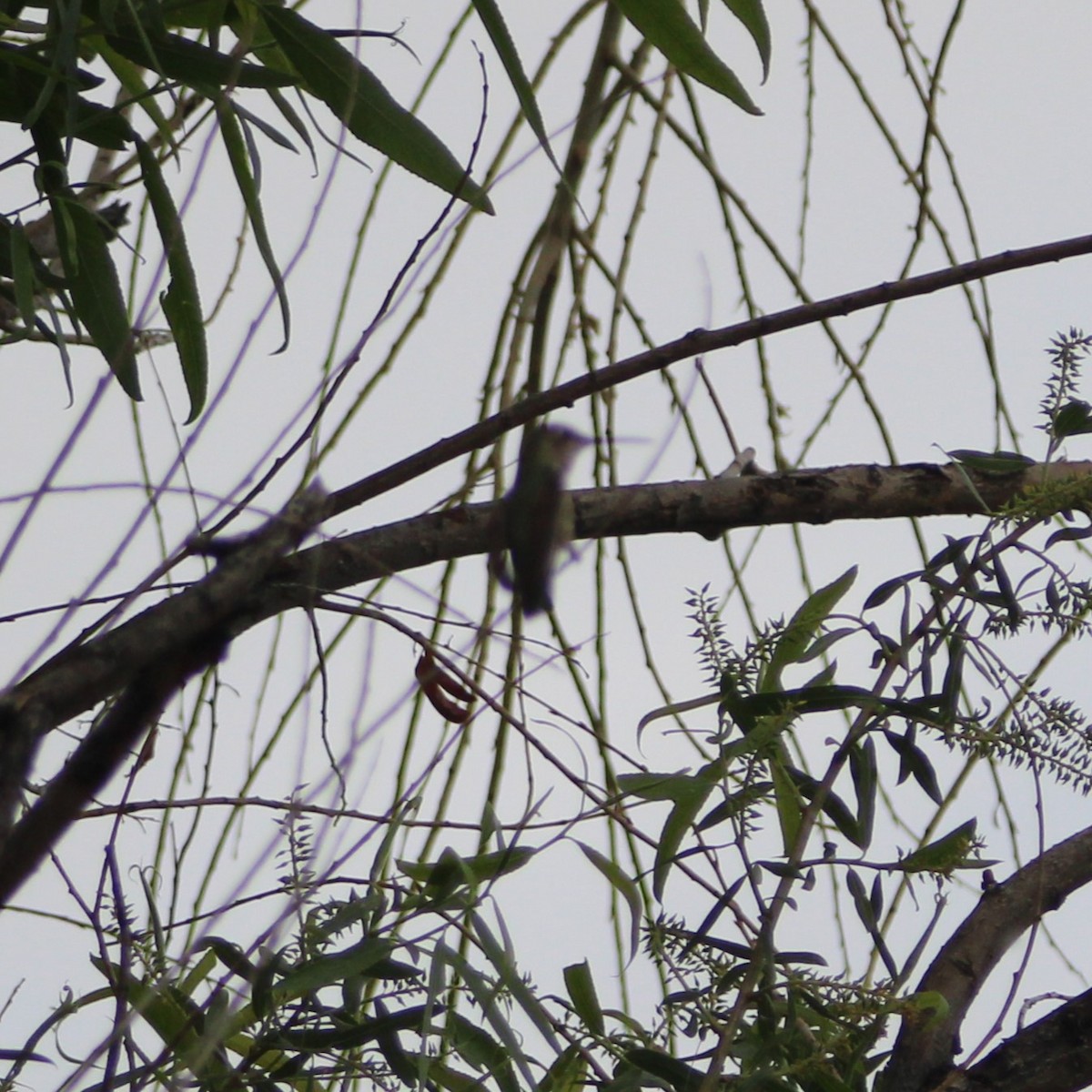 hummingbird sp. - Marsha Painter