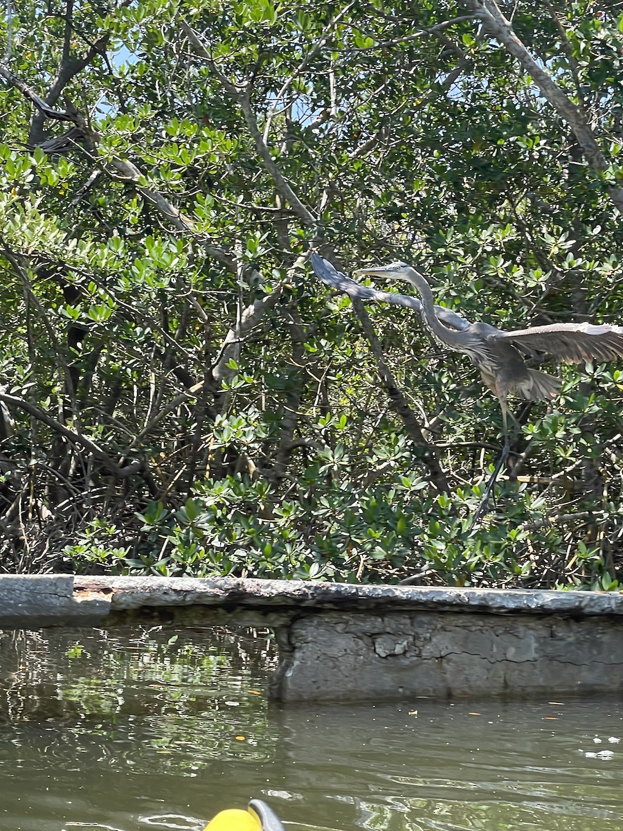 Great Blue Heron - Grace Nanney