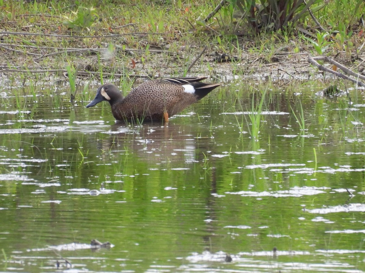 Blue-winged Teal - Lin Johnston