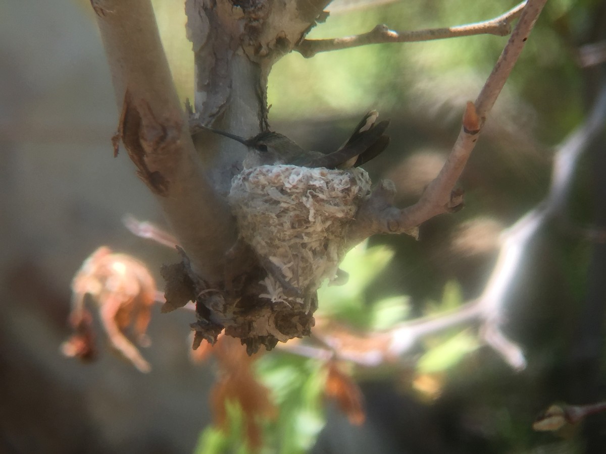 Costa's Hummingbird - Álvaro San José