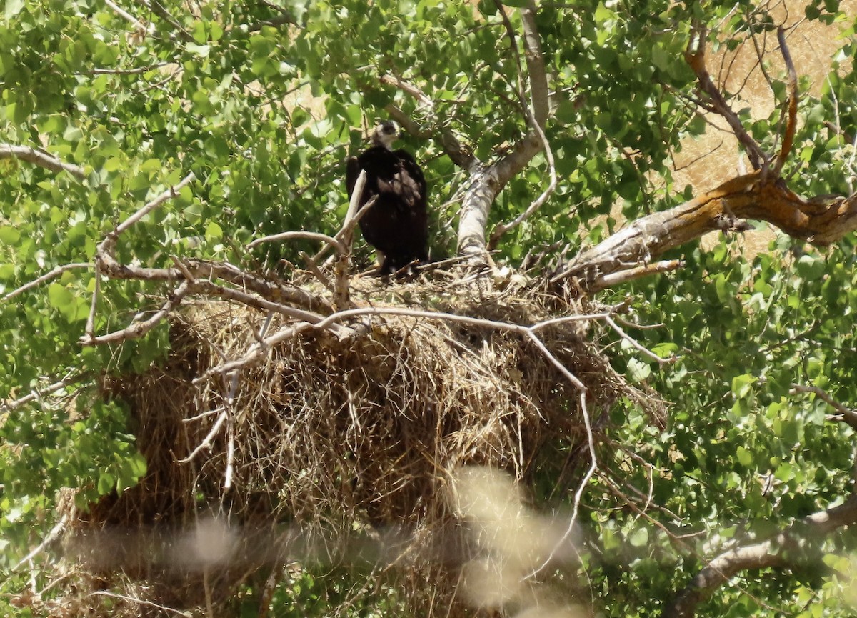 Golden Eagle - Petra Clayton