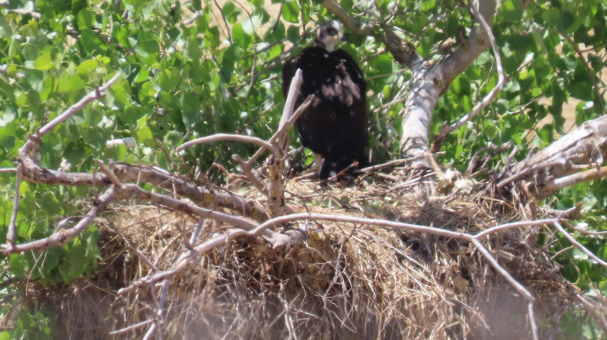 Golden Eagle - Petra Clayton