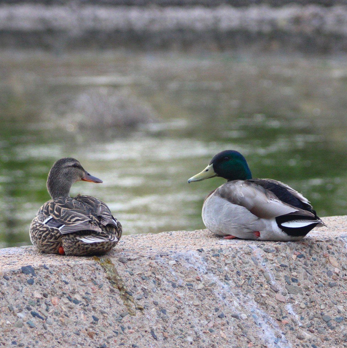 Canard colvert - ML619427603