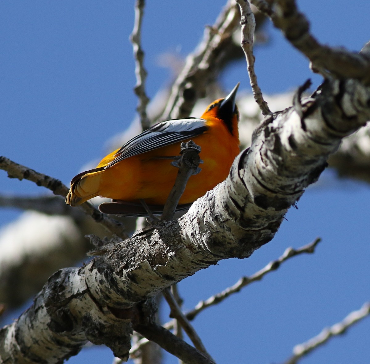 Bullock's Oriole - Lorraine Lanning