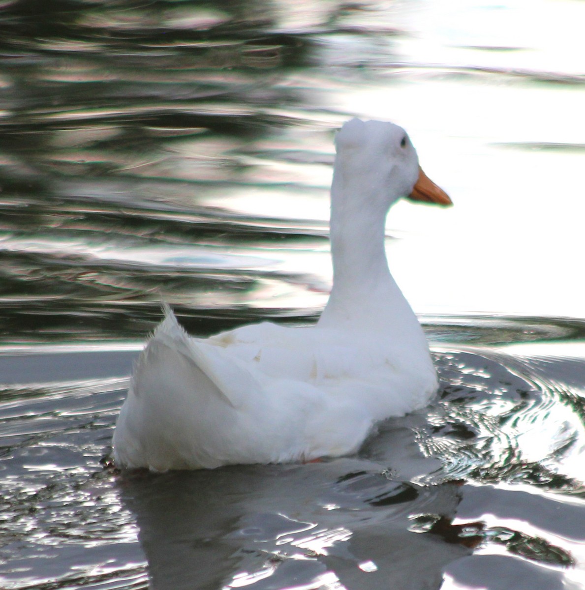 Mallard (Domestic type) - ML619427630