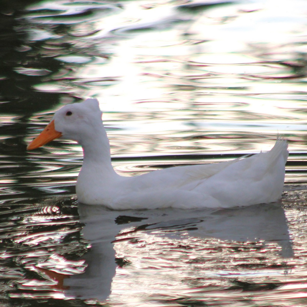 Mallard (Domestic type) - ML619427631