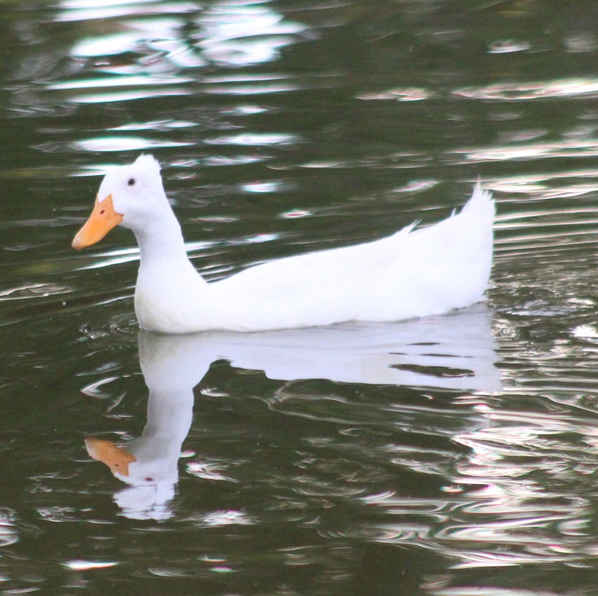 Mallard (Domestic type) - Marsha Painter