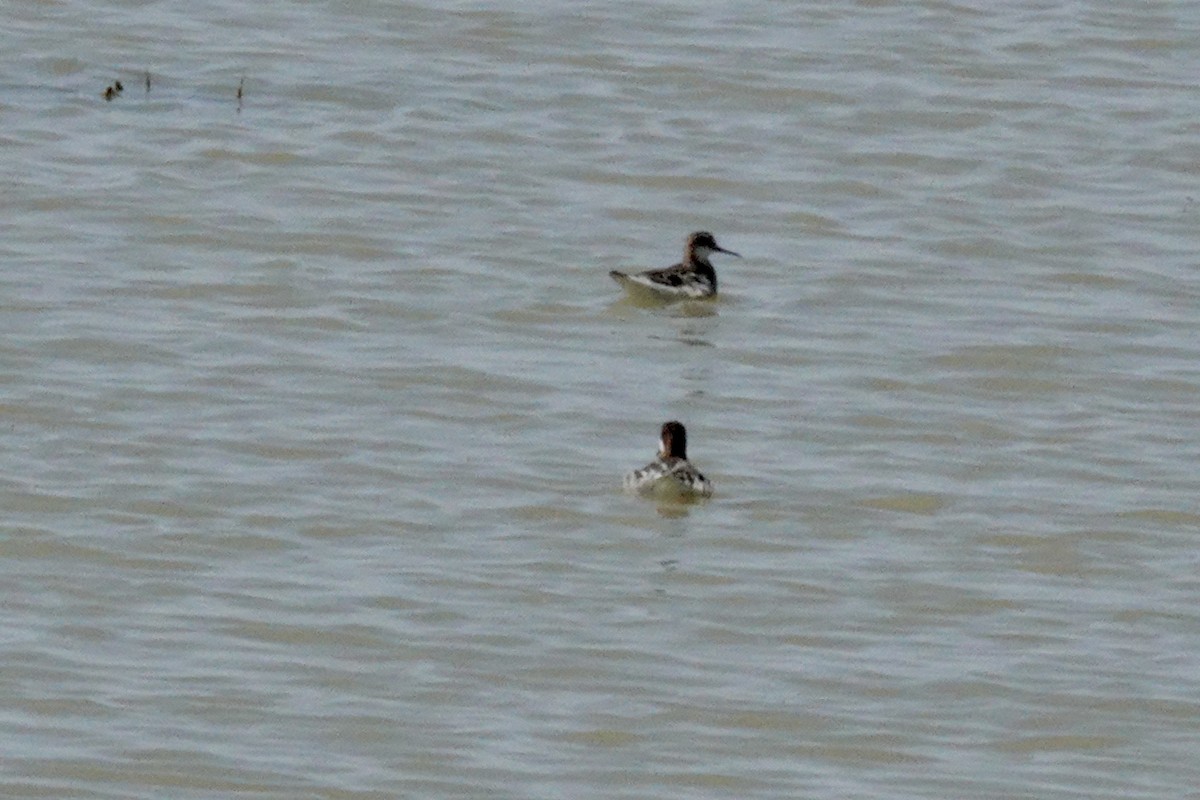 Red-necked Phalarope - Gilbert Bouchard