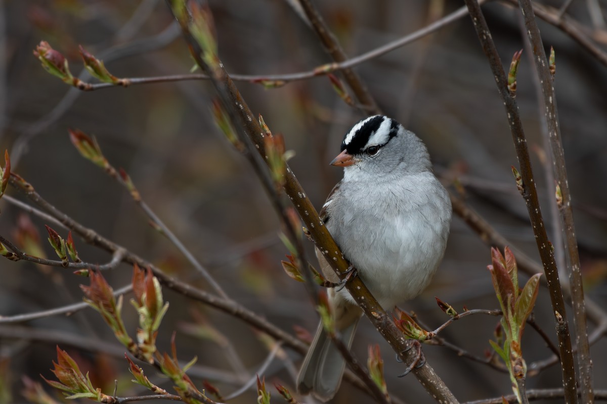 White-crowned Sparrow - Brendon McCullen