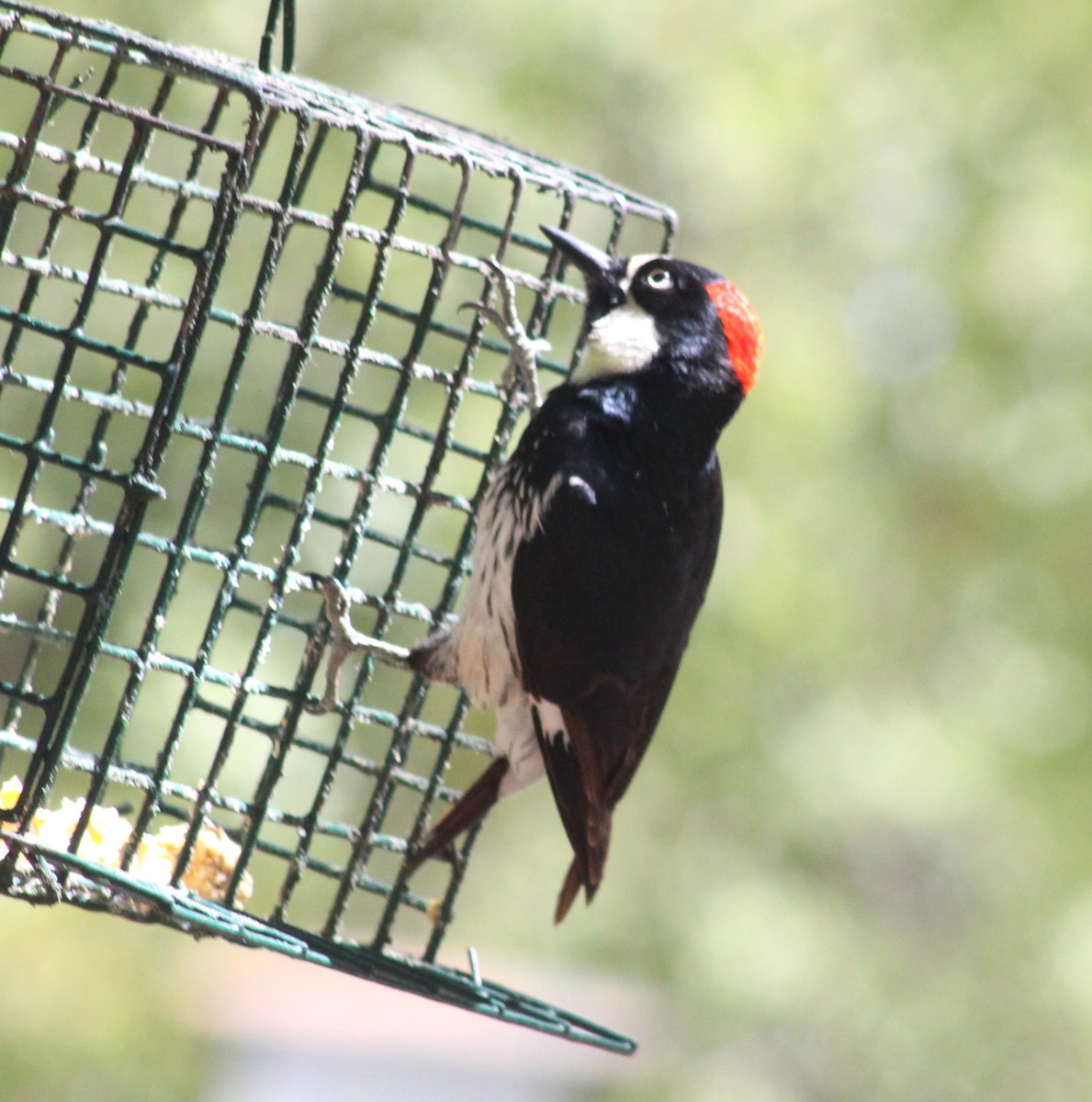 Acorn Woodpecker - Marsha Painter