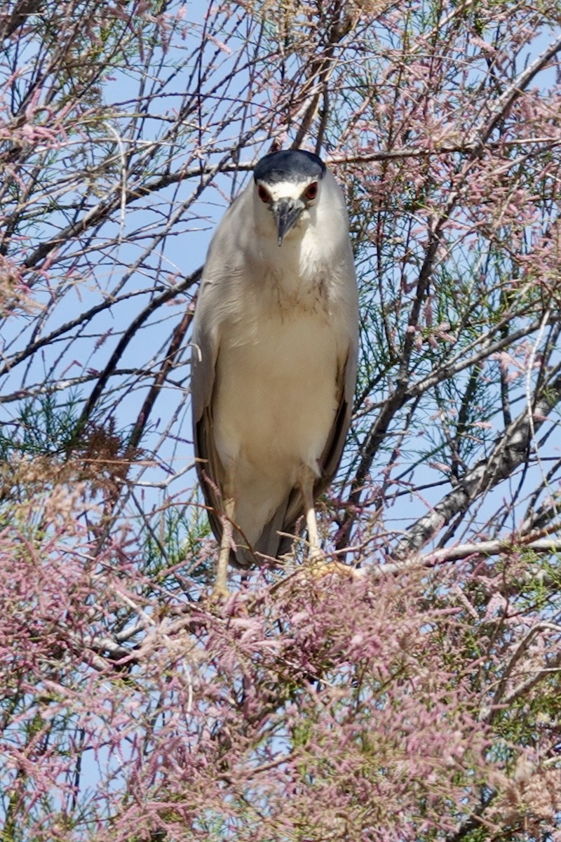 Black-crowned Night Heron - Gilbert Bouchard