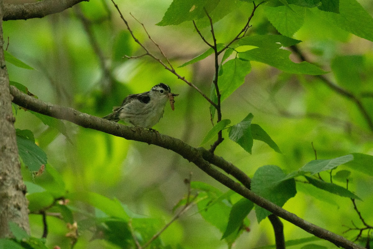 Black-and-white Warbler - ML619427680