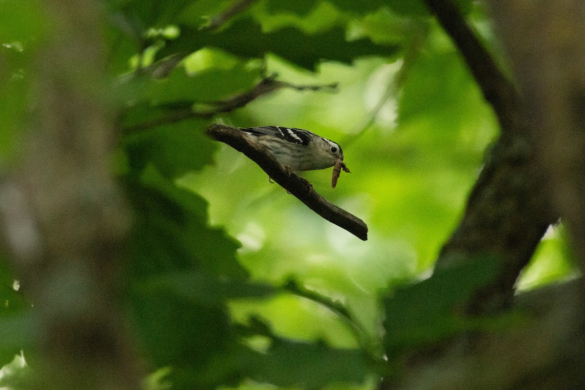 Black-and-white Warbler - Chad Remley
