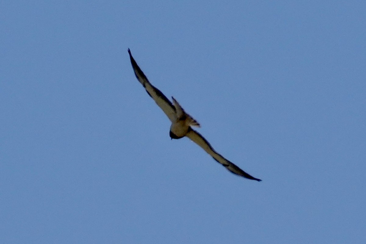 Swainson's Hawk - ML619427682