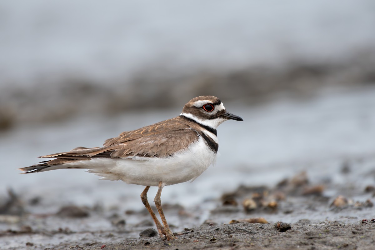 Killdeer - Brendon McCullen