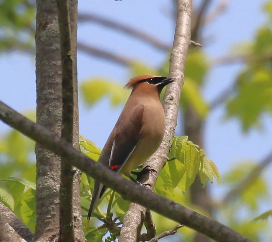 Cedar Waxwing - Theresa Gessing