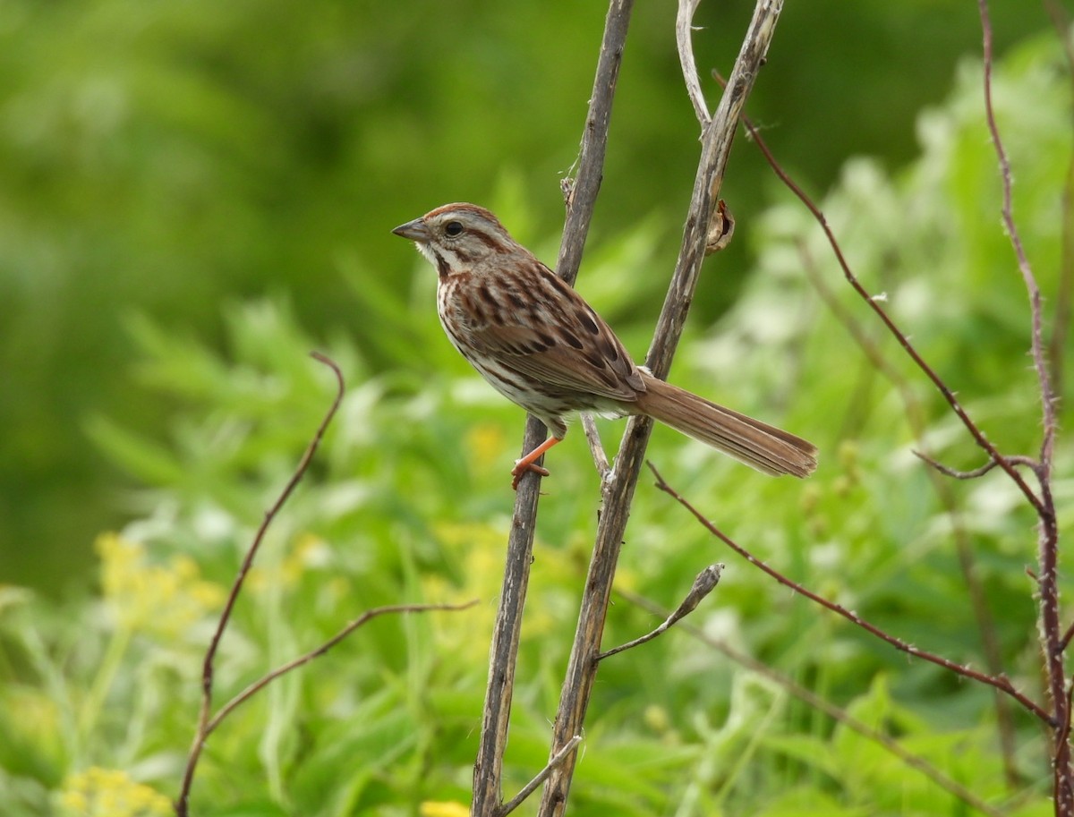 Song Sparrow - Lin Johnston