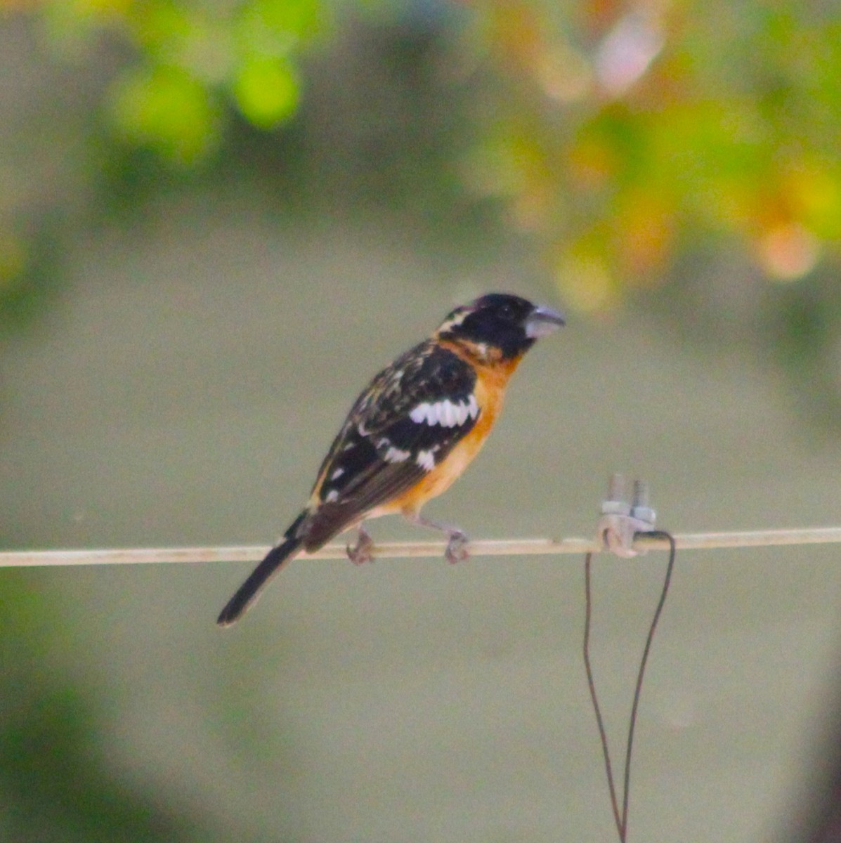 Black-headed Grosbeak - Marsha Painter