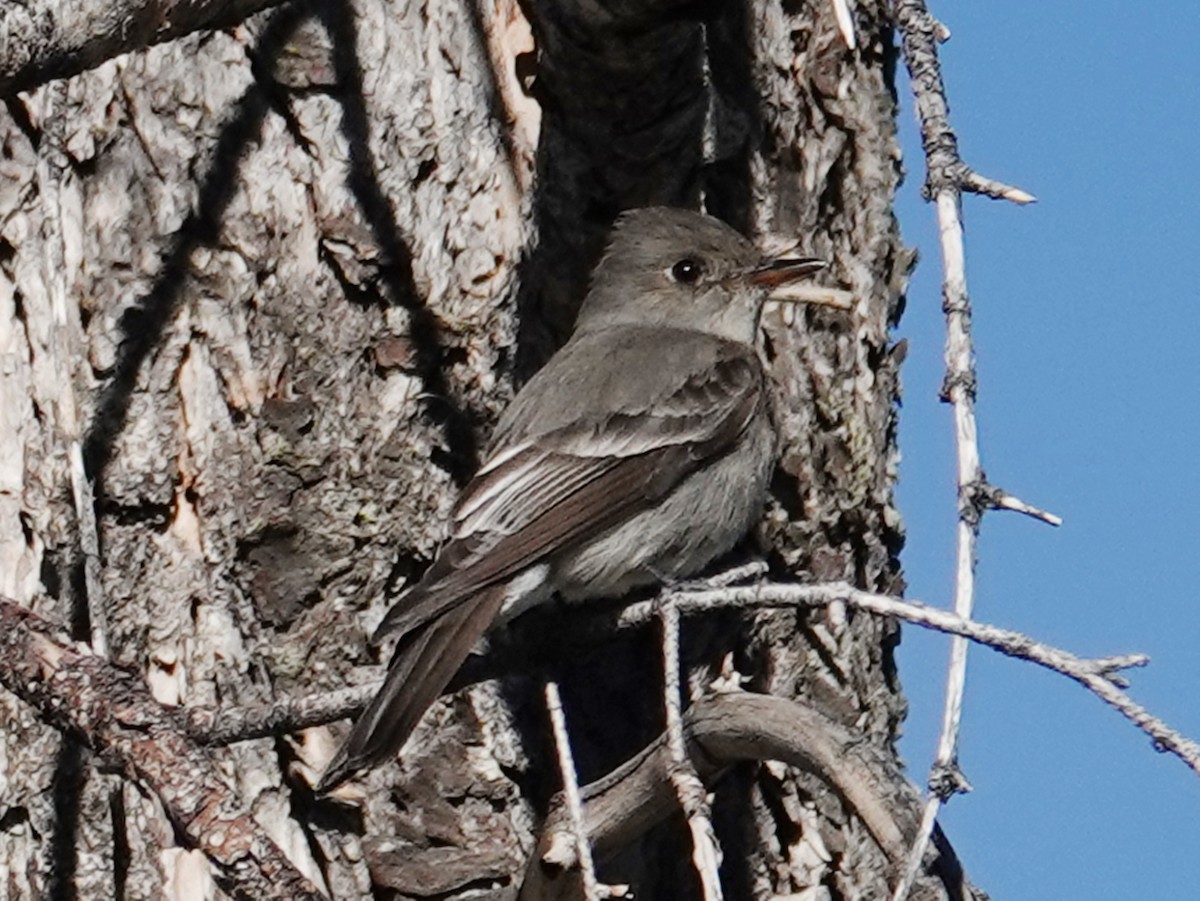 Western Wood-Pewee - Barry Reed