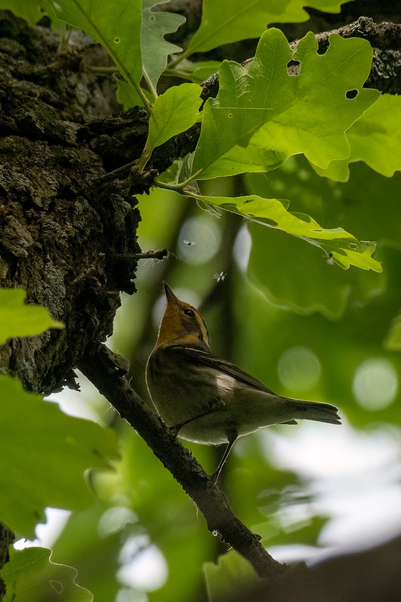 Blackburnian Warbler - Joshua Kautz