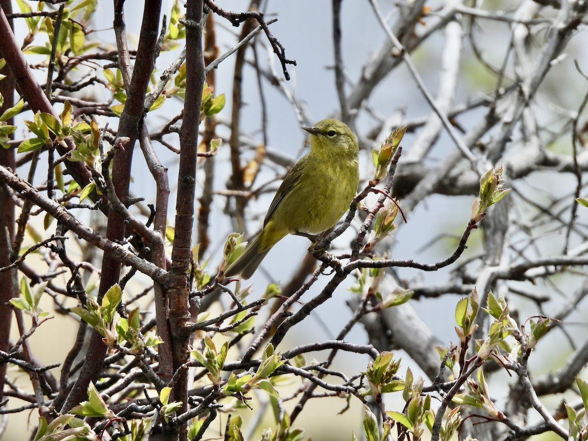 Orange-crowned Warbler - Dana Mochel