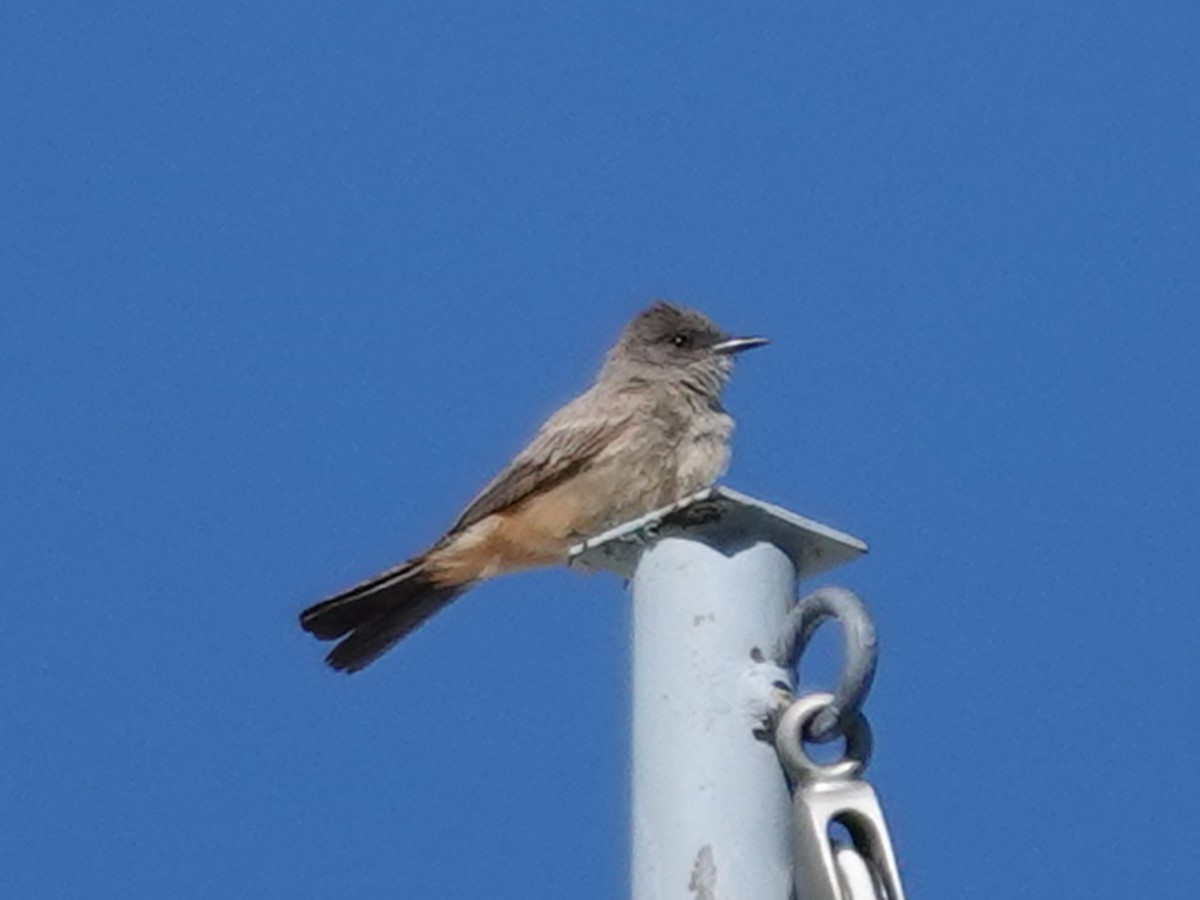 Say's Phoebe - Barry Reed