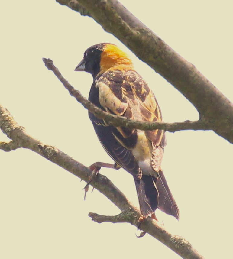 Bobolink - Theresa Gessing