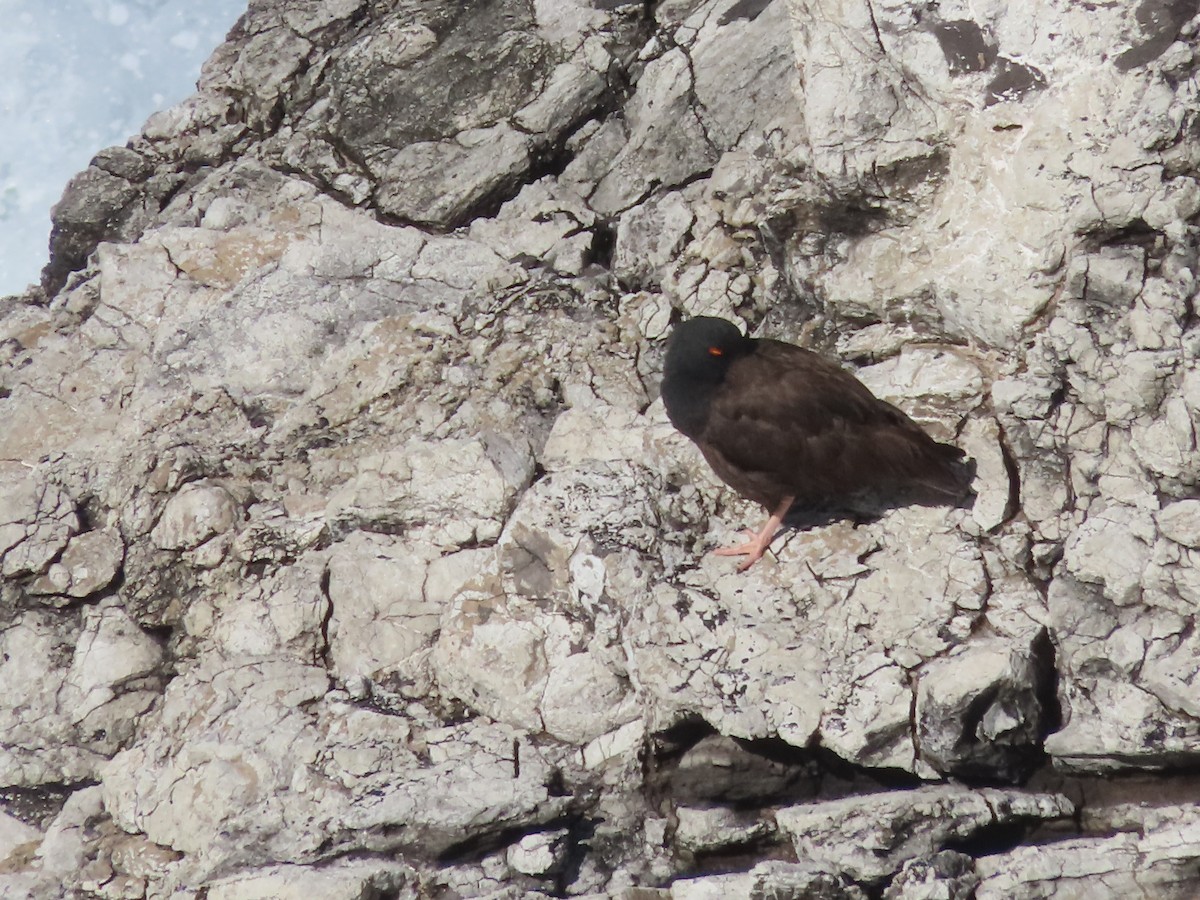 Black Oystercatcher - Tina Tan