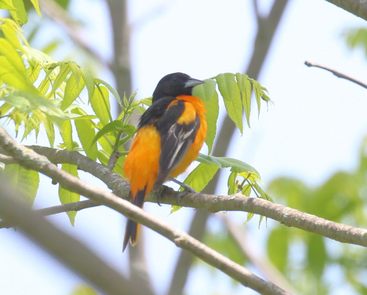 Baltimore Oriole - Theresa Gessing