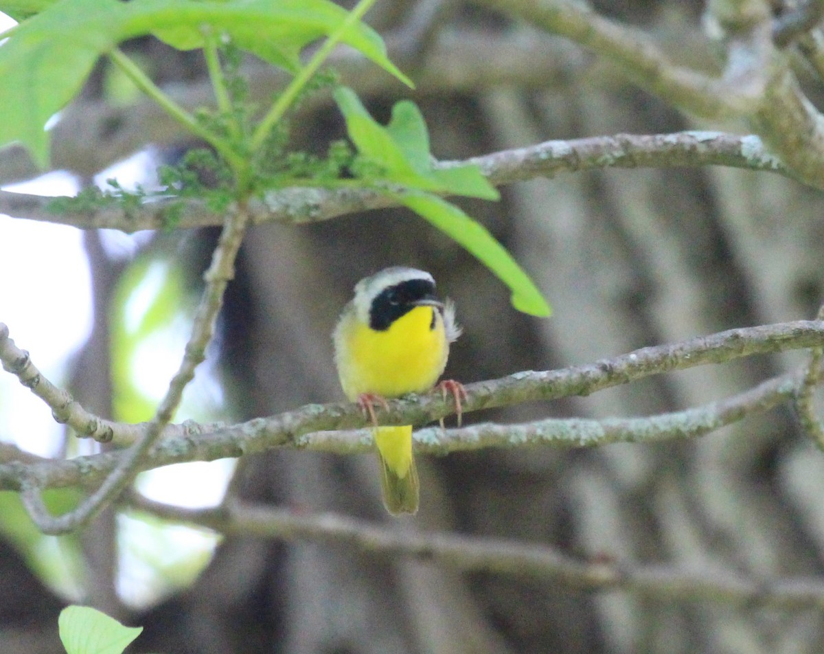 Common Yellowthroat - Theresa Gessing