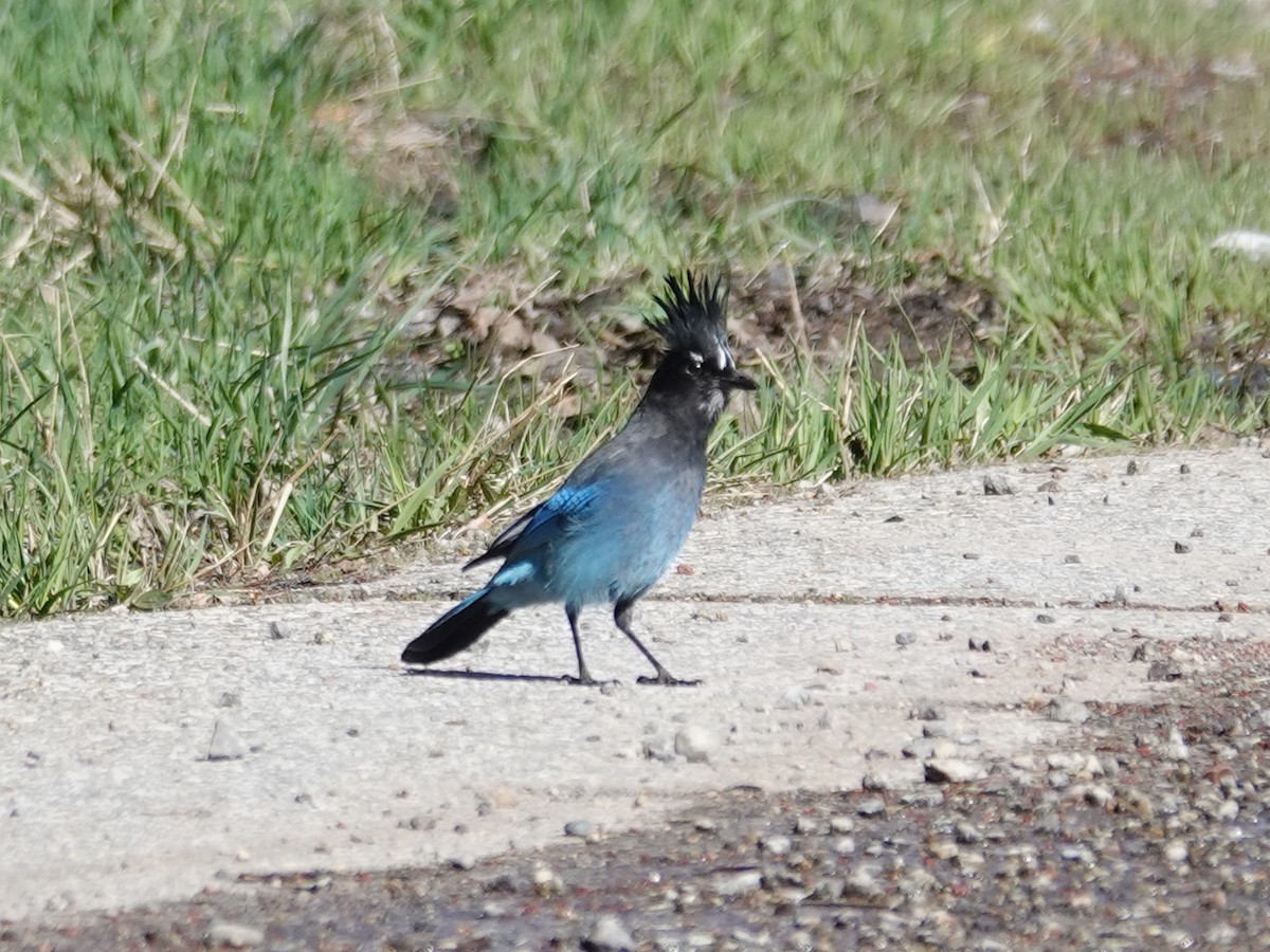 Steller's Jay (Southwest Interior) - Barry Reed